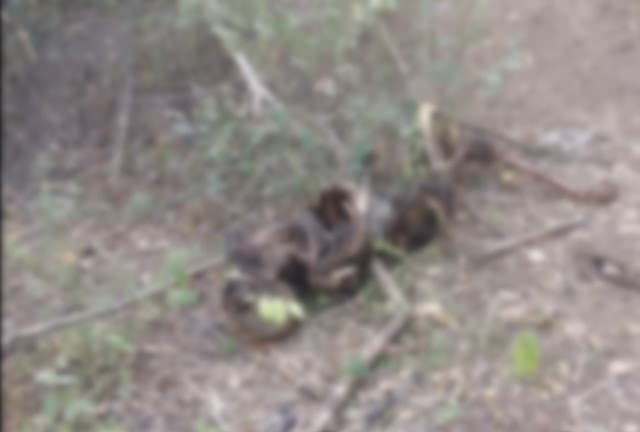 Ossada humana é encontrada em ponte próxima ao município de Jacobina