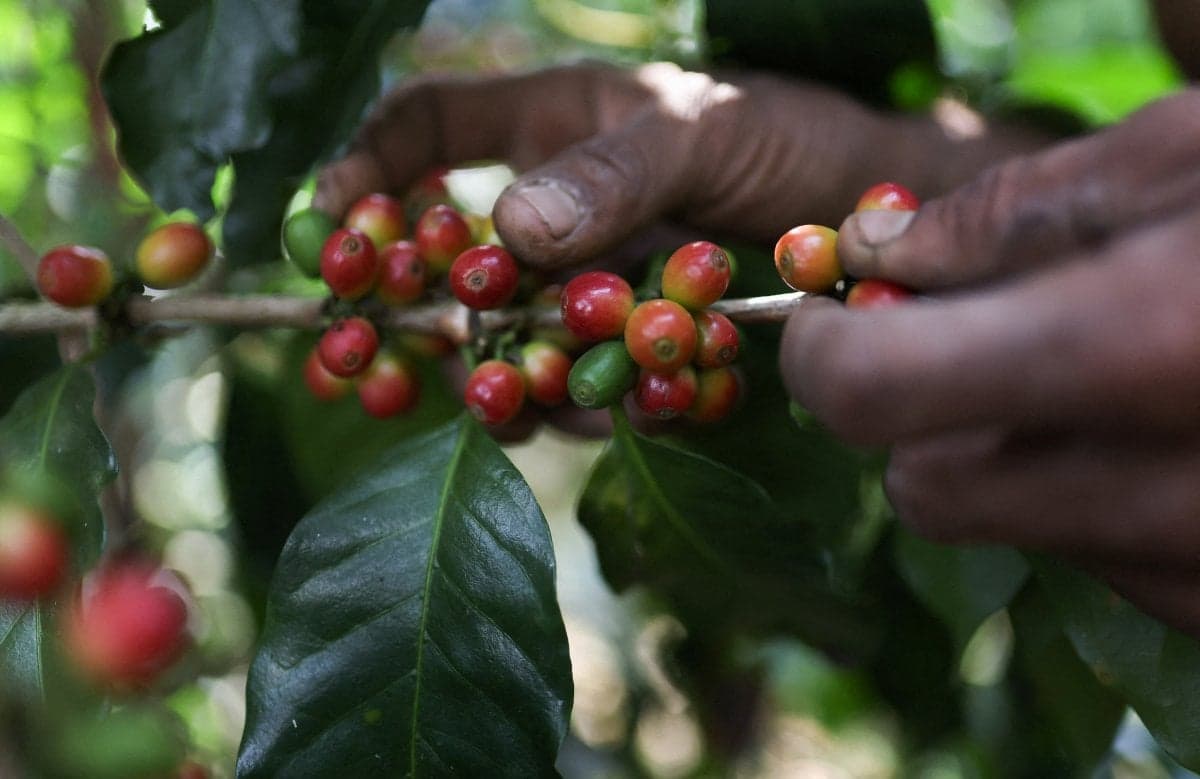 Preços do café arábica devem cair até o final do ano, apesar do El Niño