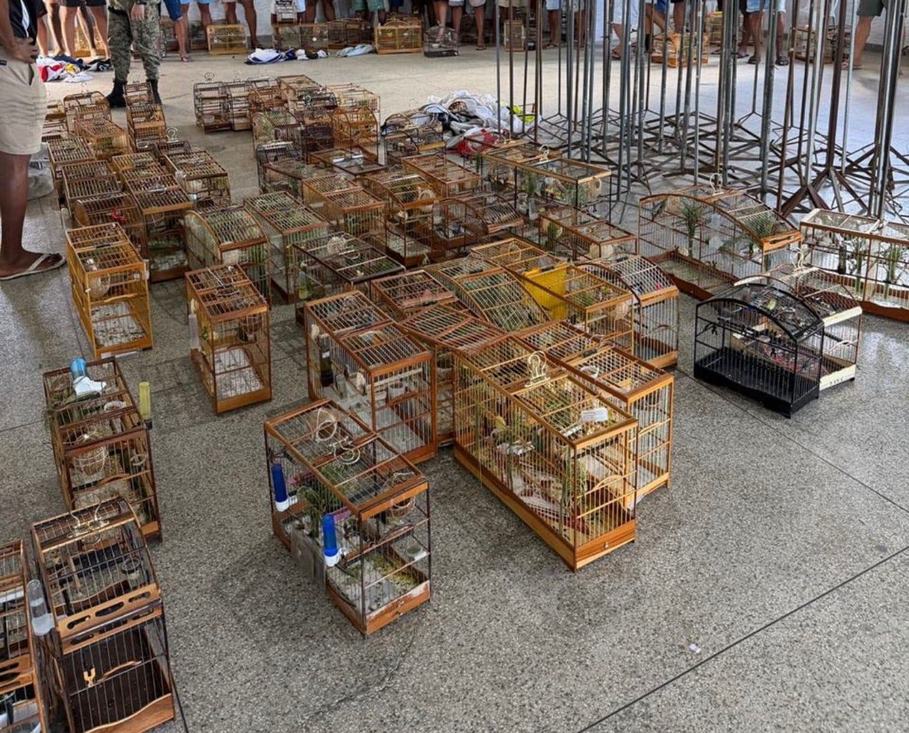 Polícia apreende 95 aves silvestres durante torneio irregular em Águas Claras 