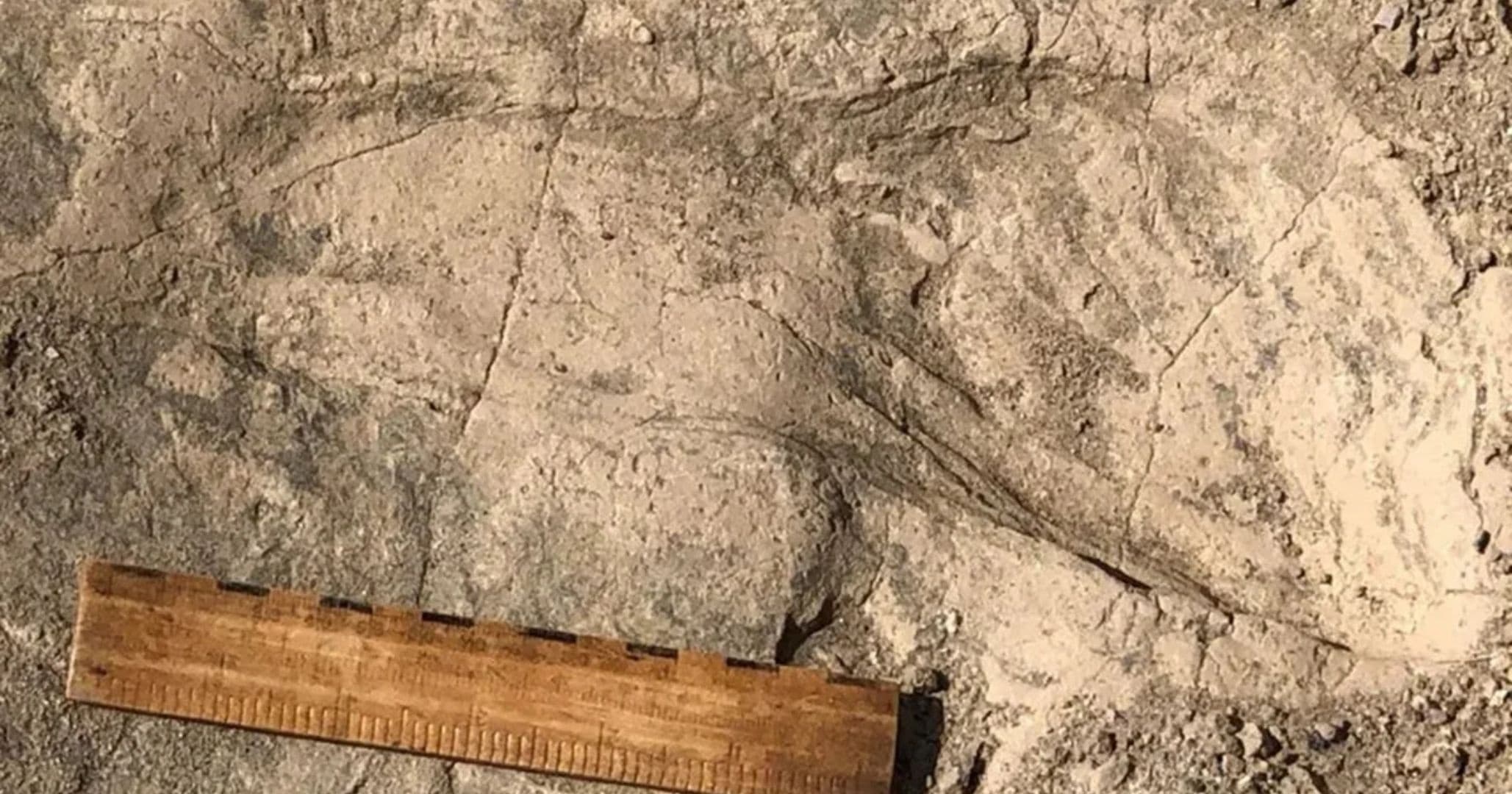 Pegadas de 1,4 mi de anos mostram parente humano com 1,80m e 75kg