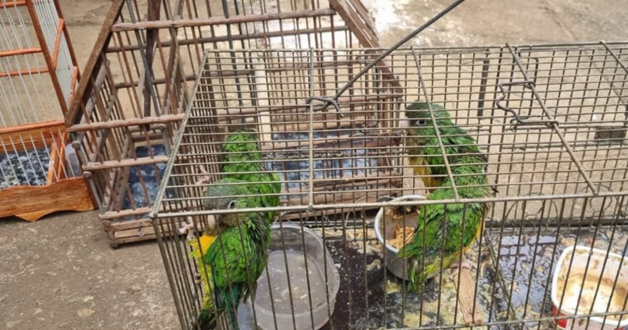 Projeto na AL-BA  propõe rastreamento e combate a fraudes no comércio de animais silvestres
