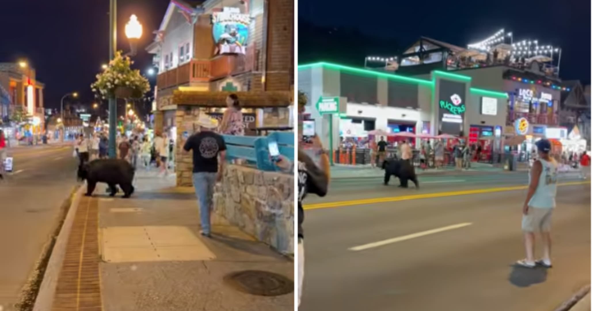 Moradora do Tennessee filma urso-negro passeando em avenida comercial e vídeo viraliza nos EUA 
