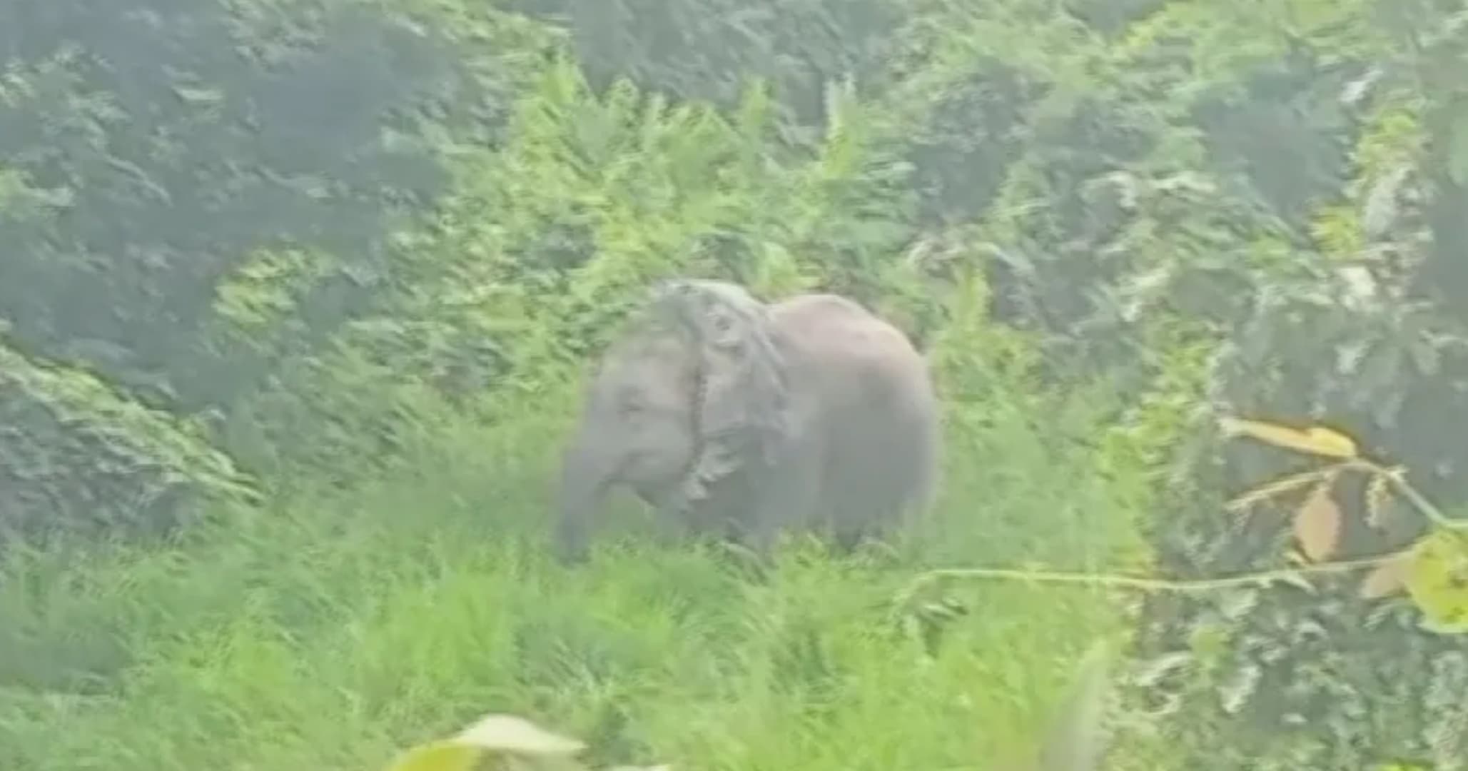 VÍDEO: Elefante é resgatado com pneu preso no pescoço na Índia
