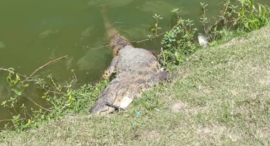 Jacaré de cerca de dois metros é encontrado morto às margens da Lagoa Grande em Feira de Santana