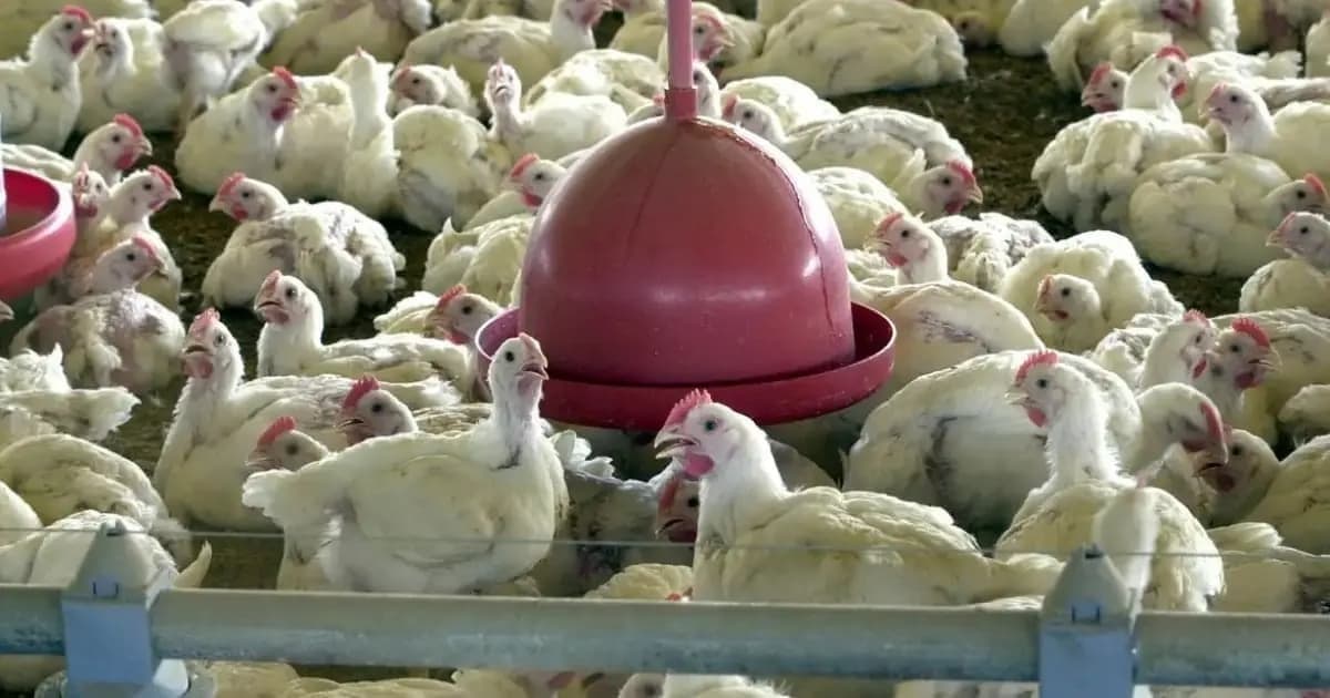 Bahia prorroga estado de emergência zoossanitária para conter avanço da gripe aviária H5N1; veja os prazos